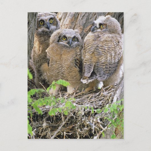 アメリカワシミミズクの雛たち (Bubo virginianus) ポストカード (正面)