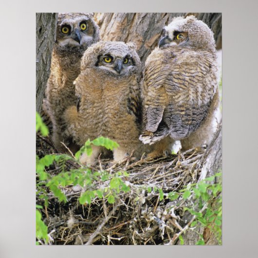 アメリカワシミミズクの雛の家族 (Bubo virginianus) ポスター (正面)