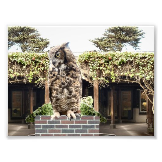アメリカワシミミズク フォトプリント            (正面)