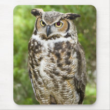 アメリカワシミミズク