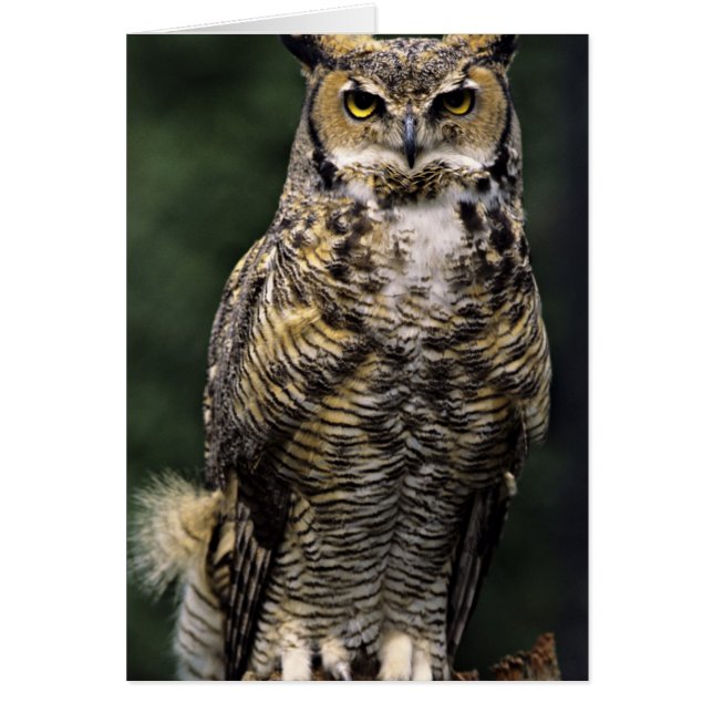 アメリカワシミミズク (Bubo virginianus) フルボディ (正面)