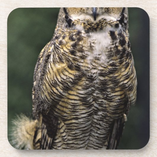 アメリカワシミミズク (Bubo virginianus) フルボディ コースター (正面)