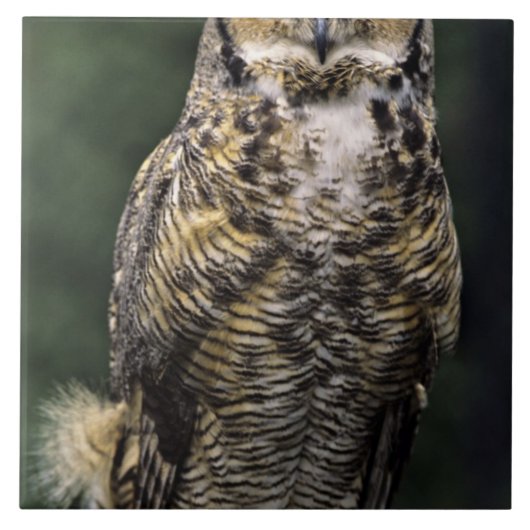 アメリカワシミミズク (Bubo virginianus) フルボディ タイル (正面)