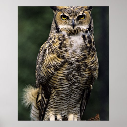 アメリカワシミミズク (Bubo virginianus) フルボディ ポスター (正面)
