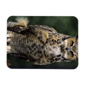 アメリカワシミミズク (Bubo virginianus) フルボディ マグネット (横)