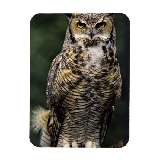 アメリカワシミミズク (Bubo virginianus) フルボディ マグネット (縦)