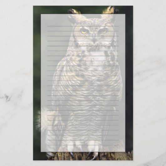 アメリカワシミミズク (Bubo virginianus) フルボディ 便箋 (正面)