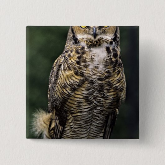 アメリカワシミミズク (Bubo virginianus) フルボディ 缶バッジ (正面)