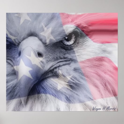 アメリカワシ ポスター (正面)