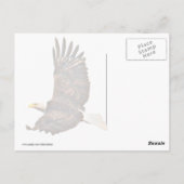 アメリカワシ ポストカード (裏面)