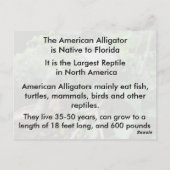 アメリカワニ学ゲーター –  ポストカード (裏面)