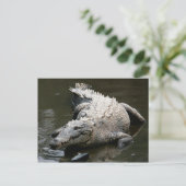 アメリカワニ ポストカード (スタンド正面)