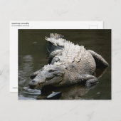 アメリカワニ ポストカード (正面/裏面)