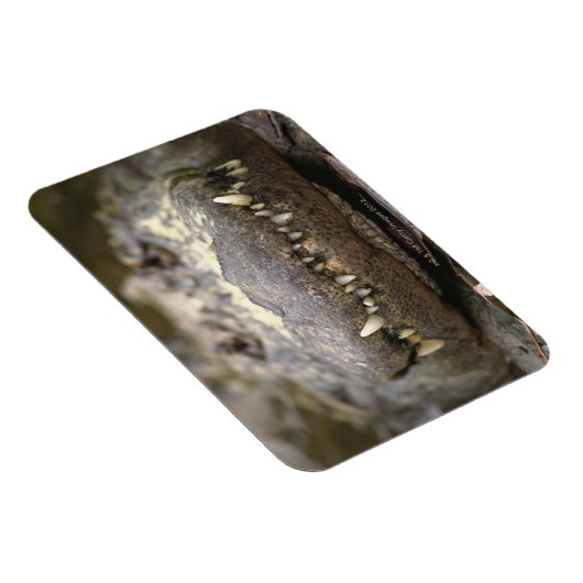 アメリカワニ マグネット (右側)