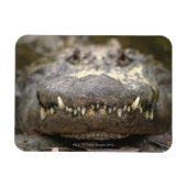 アメリカワニ マグネット (横)