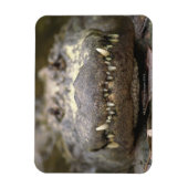 アメリカワニ マグネット (縦)