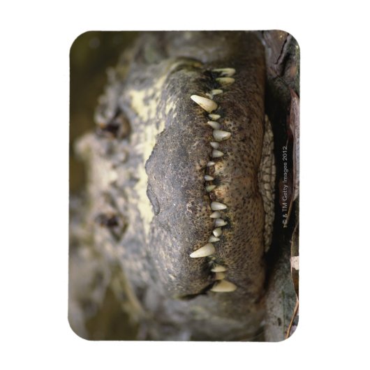 アメリカワニ マグネット (縦)