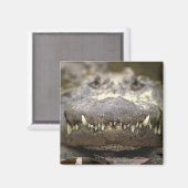 アメリカワニ マグネット (正面/裏面)