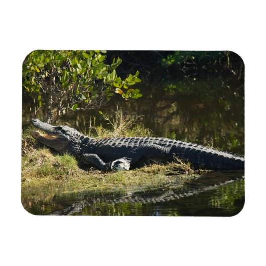 アメリカンアリゲーター 日向ぼっこ フロリダの野生生物 マグネット (横)