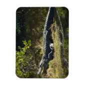 アメリカンアリゲーター 日向ぼっこ フロリダの野生生物 マグネット (縦)