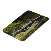 アメリカンアリゲーター 日向ぼっこ フロリダの野生生物 マグネット (左側)