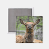 アメリカンエルクマグネット マグネット (正面/裏面)