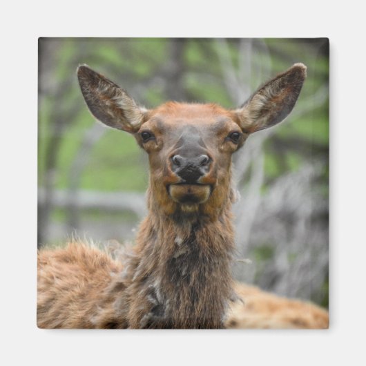 アメリカンエルクマグネット マグネット (正面)