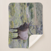 アメリカンエルク |コロラド州ロッキー国立公園 シェルパブランケット (正面)