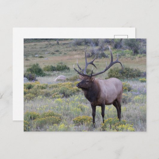 アメリカンエルク |コロラド州ロッキー国立公園 ポストカード (正面/裏面)