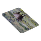 アメリカンエルク |コロラド州ロッキー国立公園 マグネット (右側)