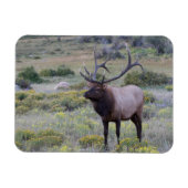 アメリカンエルク |コロラド州ロッキー国立公園 マグネット (横)