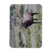 アメリカンエルク |コロラド州ロッキー国立公園 マグネット (縦)