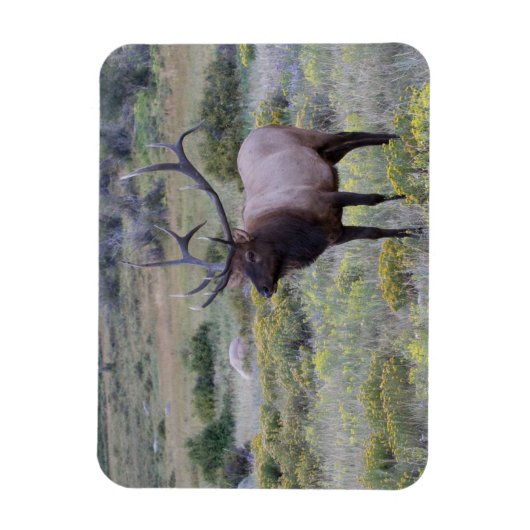 アメリカンエルク |コロラド州ロッキー国立公園 マグネット (縦)