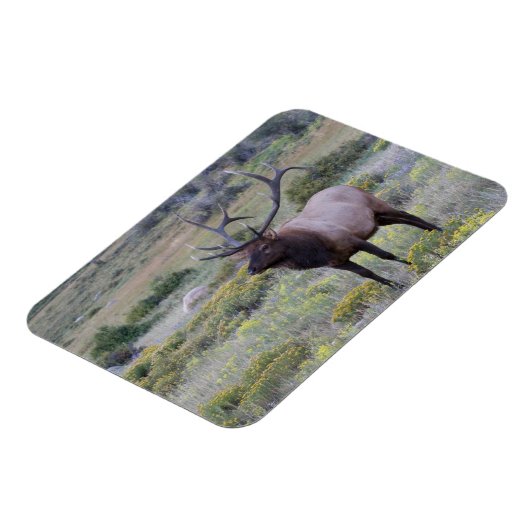 アメリカンエルク |コロラド州ロッキー国立公園 マグネット (左側)