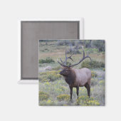 アメリカンエルク |コロラド州ロッキー国立公園 マグネット (正面/裏面)