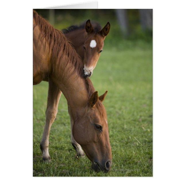 アメリカンクオーターの馬の馬とフィールドの子馬 (正面)