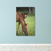 アメリカンクオーターの馬の馬とフィールドの子馬 キャンバスプリント (インサイチュ (ウッドフロア))