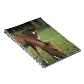 アメリカンクオーターの馬の馬とフィールドの子馬 ノートブック (右側)