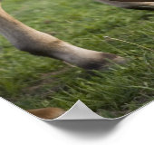 アメリカンクオーターの馬の馬とフィールドの子馬 ポスター (角)