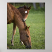 アメリカンクオーターの馬の馬とフィールドの子馬 ポスター (正面)