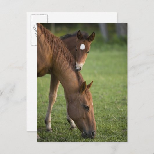 アメリカンクオーターの馬の馬とフィールドの子馬 ポストカード (正面/裏面)