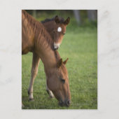 アメリカンクオーターの馬の馬とフィールドの子馬 ポストカード (正面)