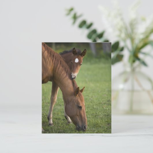 アメリカンクオーターの馬の馬とフィールドの子馬 ポストカード (スタンド正面)