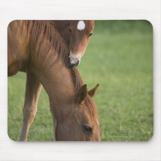 アメリカンクオーターの馬の馬とフィールドの子馬 マウスパッド (正面)