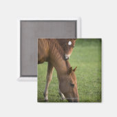 アメリカンクオーターの馬の馬とフィールドの子馬 マグネット (正面/裏面)