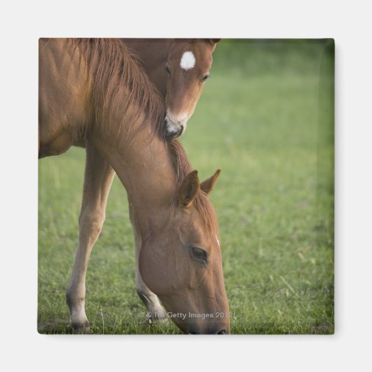 アメリカンクオーターの馬の馬とフィールドの子馬 マグネット (正面)
