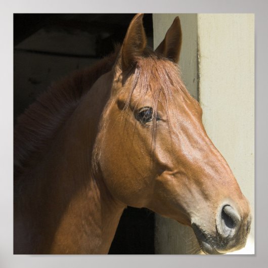 アメリカンクオーターホースフォトプリント ポスター (正面)