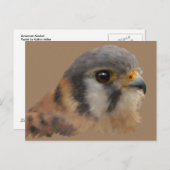 アメリカンケストレルポートレート ポストカード (正面/裏面)