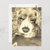 アメリカンコッカースパニエル犬 ポストカード (正面/裏面)