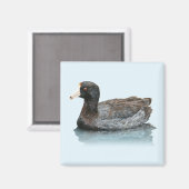 アメリカンコットマグネット マグネット (正面/裏面)